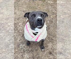 Jasmine - Female Mutt Dog for Adoption - Photo #12