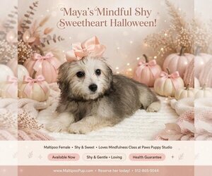 Maltipoo (Toy) Puppy for sale in TAYLOR, TX, USA