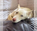 Small #3 Siberian Husky