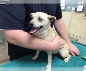 Chihuahua Dogs for adoption in Riverside, CA, USA