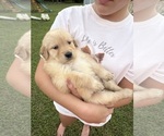 Small #5 Golden Retriever