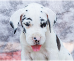Small #1 Great Dane
