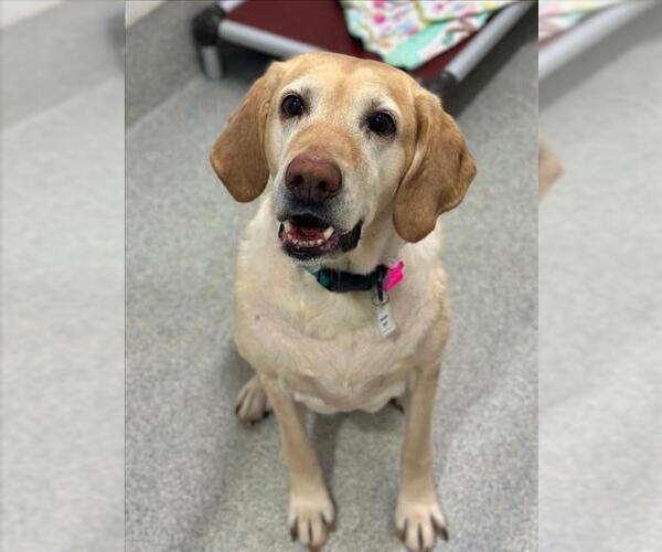 Medium Photo #1 Labrador Retriever Puppy For Sale in Fort Collins, CO, USA