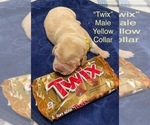 Puppy Twix Labrador Retriever
