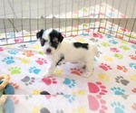 Small Havanese
