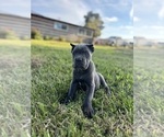 Small #1 Cane Corso
