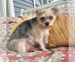 Small Mutt