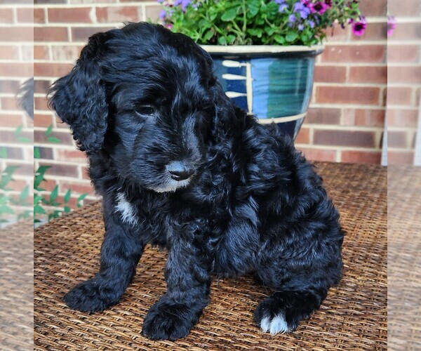 Medium Photo #10 Aussiedoodle Puppy For Sale in COLUMBIA, TN, USA