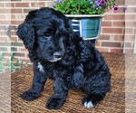 Small #9 Aussiedoodle