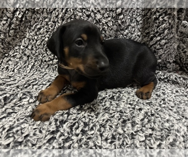 Medium Photo #2 Doberman Pinscher Puppy For Sale in WESTON, WI, USA