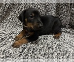 Small #1 Doberman Pinscher
