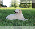 Small Photo #2 English Cream Golden Retriever Puppy For Sale in GOSHEN, IN, USA