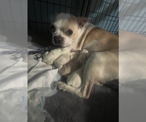 Boston Terrier Litter for sale in COVENTRY, RI, USA