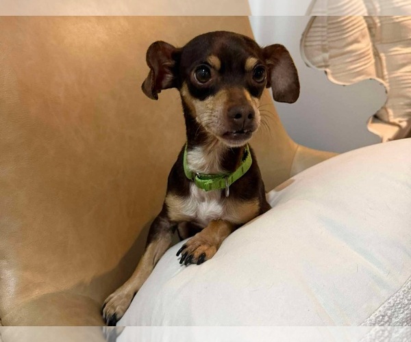 Medium Photo #3 Chiweenie Puppy For Sale in Princeton, MN, USA