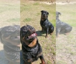 Small Photo #3 Rottweiler Puppy For Sale in PENSACOLA, FL, USA
