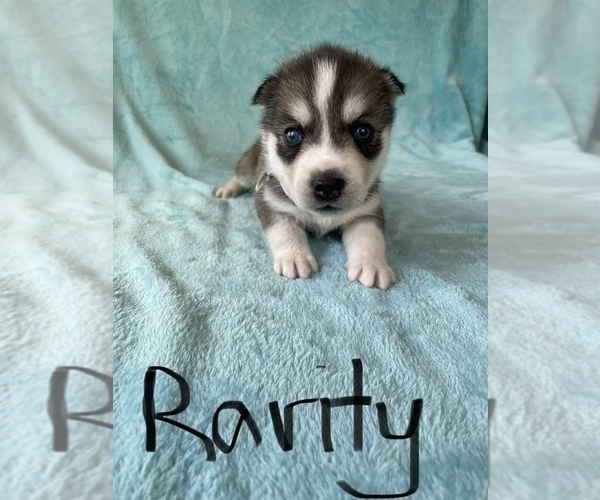 Medium Photo #2 Siberian Husky Puppy For Sale in POQUOSON, VA, USA