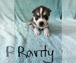 Small Photo #2 Siberian Husky Puppy For Sale in POQUOSON, VA, USA