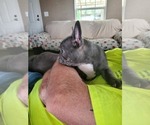 Small Photo #4 French Bulldog Puppy For Sale in CLARKSVILLE, AR, USA