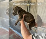 Puppy Puppy 1 Cane Corso