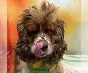 Hazel - Female Cocker Spaniel Dog for Adoption - Photo #3