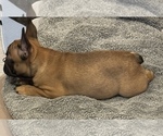 Small Photo #5 French Bulldog Puppy For Sale in OAKDALE, CA, USA