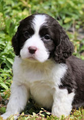 English Springer Spaniel Puppy for sale in RENICK, WV, USA