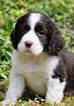 Small Photo #1 English Springer Spaniel Puppy For Sale in RENICK, WV, USA
