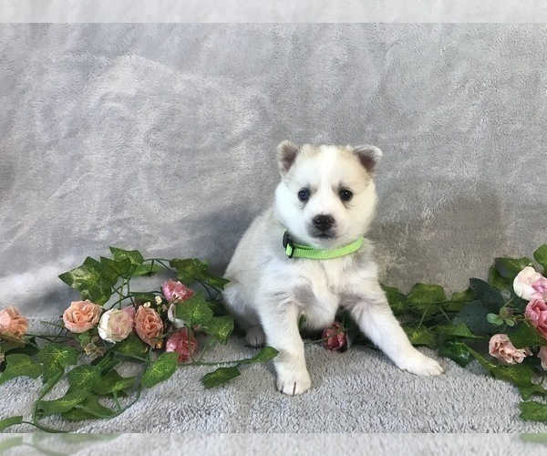 Medium Photo #1 Pomsky Puppy For Sale in OCALA, FL, USA