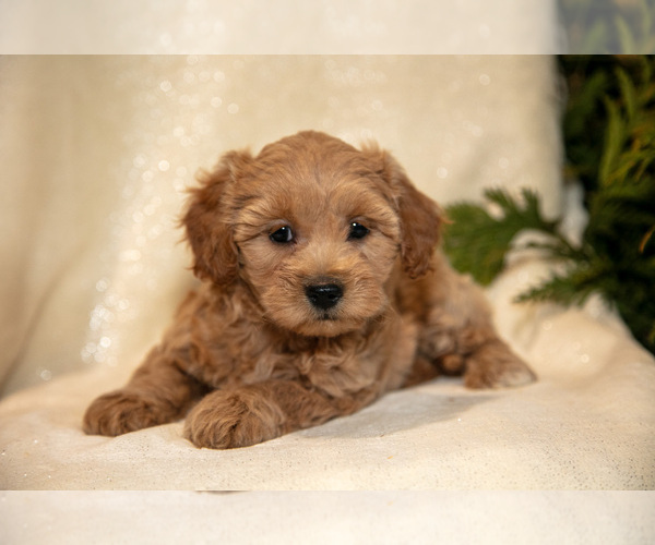 Medium Photo #13 Bichpoo Puppy For Sale in LEOLA, PA, USA