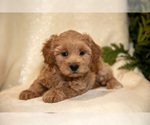 Small Photo #13 Bichpoo Puppy For Sale in LEOLA, PA, USA