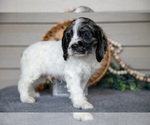 Small #3 Cocker Spaniel