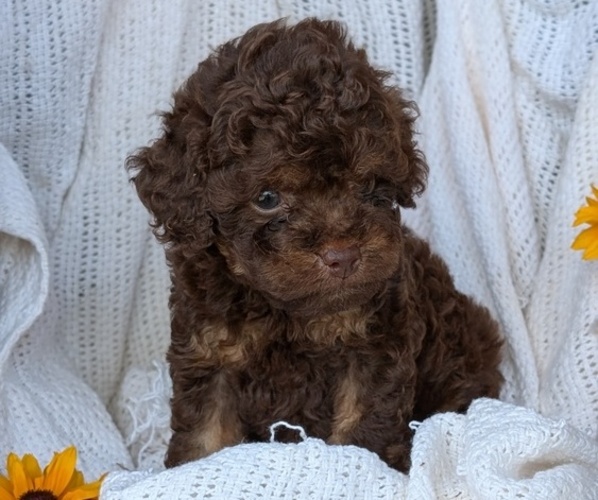 Medium Photo #48 Cock-A-Poo Puppy For Sale in GOSHEN, IN, USA
