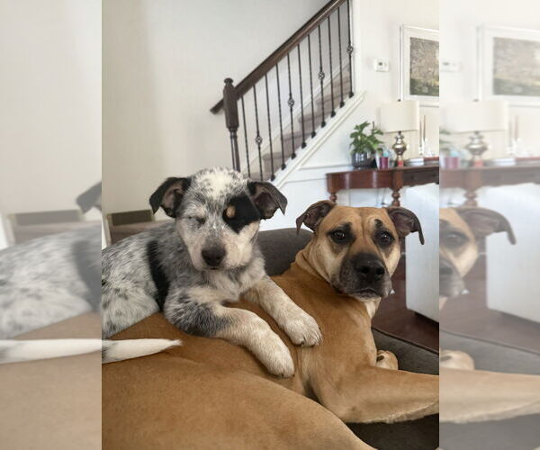 Medium Photo #4 Australian Shepherd-Unknown Mix Puppy For Sale in Raleigh, NC, USA