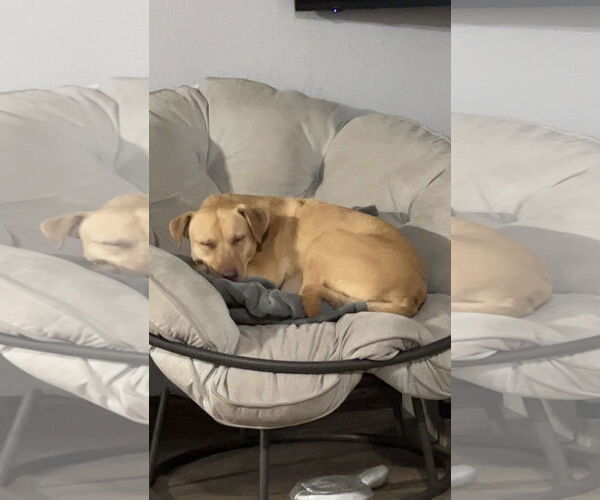 Medium Photo #6 Chihuahua Puppy For Sale in Estherville, IA, USA