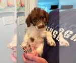 Small Poodle (Standard) Mix
