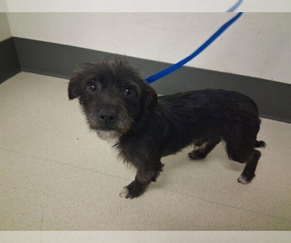 Medium Photo #1 Mutt Puppy For Sale in Corona, CA, USA