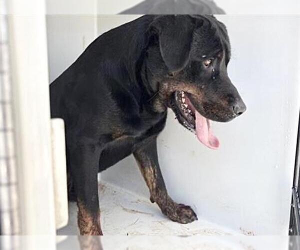 Medium Photo #2 Rottweiler Puppy For Sale in Houston, TX, USA