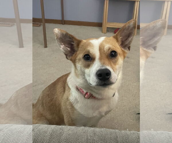 Medium Photo #3 Mutt Puppy For Sale in Brooklyn Center, MN, USA