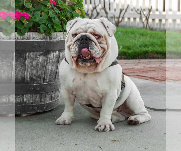 Medium Photo #8 Bulldog Puppy For Sale in San Jose, CA, USA