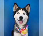 ICE - Female Siberian Husky Dog for Adoption - Small photo