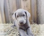 Small Photo #3 Labrador Retriever Puppy For Sale in FORT MADISON, IA, USA