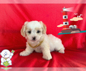 Maltipoo Puppy for sale in SAN FRANCISCO, CA, USA