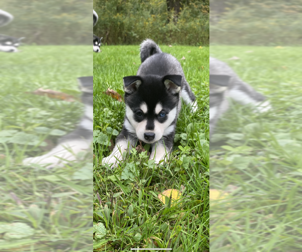 Medium Photo #3 Alaskan Klee Kai Puppy For Sale in SAUGERTIES, NY, USA