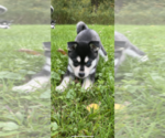 Small Photo #3 Alaskan Klee Kai Puppy For Sale in SAUGERTIES, NY, USA