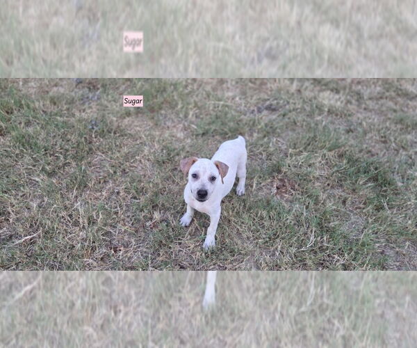 Medium Photo #1 Labrador Retriever-Unknown Mix Puppy For Sale in Brewster, NY, USA