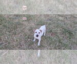 Small Labrador Retriever Mix