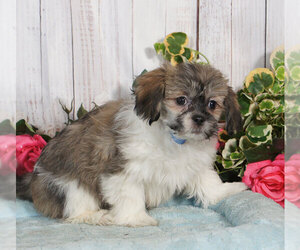 Lhasa Apso Puppy for sale in PENNS CREEK, PA, USA