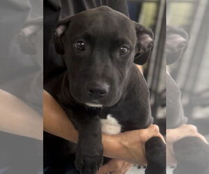 Mutt Dogs for adoption in Royal Palm Beach, FL, USA