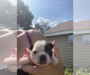 Boston Terrier Puppy for sale in FREDONIA, KS, USA