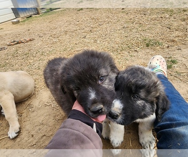 Medium Photo #4 Anatolian Shepherd Puppy For Sale in CUMBY, TX, USA